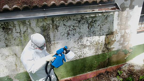 Top rated local Mold Testing specialists in Fork, MD